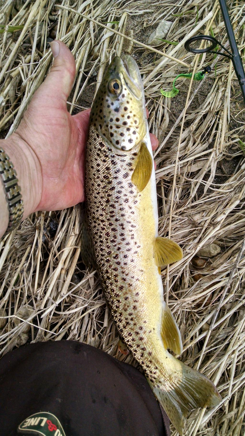 Heavy Duty Fishing Zinger with Carabiner for Fly Fishing Gear and Tool